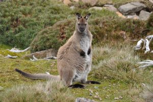 Bennets Wallaby at Ben Lomond