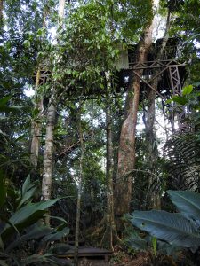 Tree House at Maquenque Ecolodge (55 steps!)