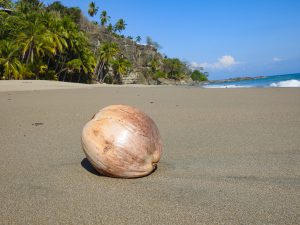 Coconut (Cocus nucifera) at Tango Mar Hotel Beach